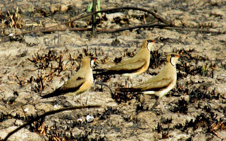 អង្គការ BirdLife International រកឃើញ សត្វទន្ទ្រីតធំ ធ្វើដំណើរជាង ៨,០០០ គីឡូម៉ែត្រ ពីប្រទេសអូស្ត្រាលីមកកាន់តំបន់ការពារទេសភាពបឹងព្រែកល្ពៅ ប្រទេសកម្ពុជា