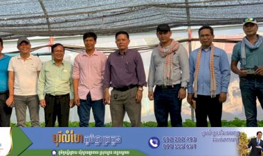 ដាំបន្លែសុវត្ថិភាពក្នុងផ្ទះសំណាញ់ ទទួលបានទិន្នផលខ្ពស់និងបង្កើនប្រាក់ចំណូលគួរឲ្យកត់សម្គាល់