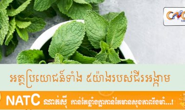 [វីដេអូ] # Ep.41 អត្ថប្រយោជន៍ទាំង ៥យ៉ាងរបស់ជីរអង្កាម