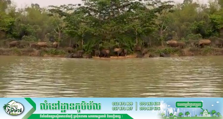 ប្រជាពលរដ្ឋប្រទះឃើញហ្វូងដំរីព្រៃចំនួន ៣៨ក្បាល ក្នុងដែនជម្រកសត្វព្រៃកែវសីម៉ា