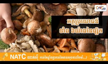 [វីដេអូ] # Ep.59 អត្ថប្រយោជន៍ទាំង ៦យ៉ាងនៃផ្សិត