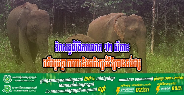 ទិវាសត្វដំរីពិភពលោក ១២ សីហា៖ យើងរួមគ្នាការពារនិងអភិរក្សដំរីឱ្យបានគង់វង្ស