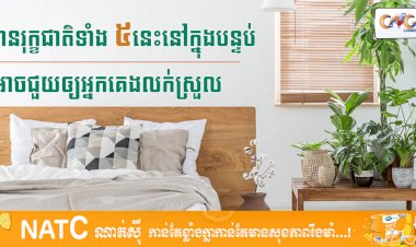 [វីដេអូ]  # Ep.30 មានរុក្ខជាតិទាំង ៥នេះនៅក្នុងបន្ទប់អាចជួយឲ្យអ្នកគេងលក់ស្រួល