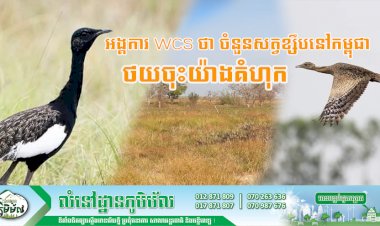 អង្គការ WCS ថា ចំនួនសត្វខ្សឹបនៅកម្ពុជា ថយចុះយ៉ាងគំហុក