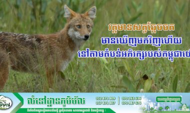 វត្តមានសត្វឆ្កែចចកចាប់ផ្តើមមានឃើញមកវិញហើយនៅតាមតំបន់អភិរក្សរបស់កម្ពុជាយើង