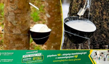 ខែមករាឆ្នាំ២០២២ កម្ពុជាទទួលចំណូលបានជាង៥៤លានដុល្លារ ពីការនាំចេញជ័រកៅស៊ូនិងឈើកៅស៊ូ