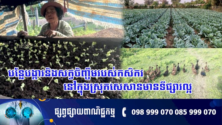 បន្លែបង្ការ​​​ និងសត្វចិញ្ចឹមរបស់កសិករនៅក្នុងស្រុកសេសានមានទីផ្សារល្អ