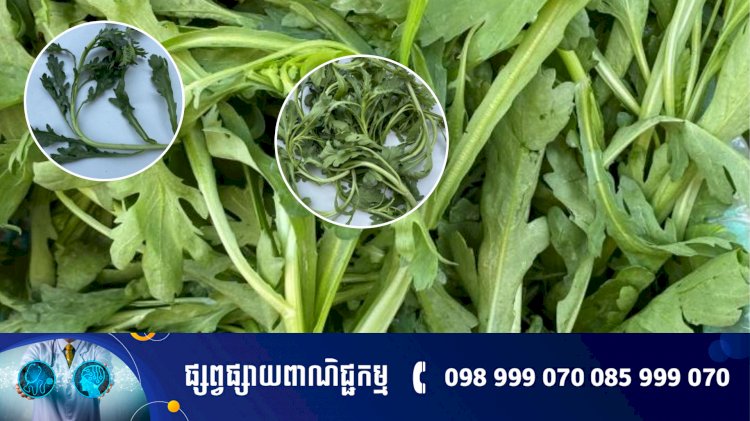 ជីរតាំងឱ - Celery