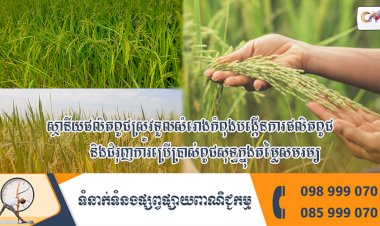 ស្ថានីយផលិតពូជស្រូវទួលសំរោងកំពុងបង្កើនការផលិតពូជ និងជំរុញការប្រើប្រាស់ពូជសុទ្ធក្នុងតម្លៃសមរម្យ