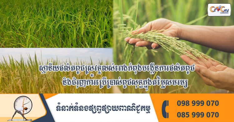 ស្ថានីយផលិតពូជស្រូវទួលសំរោងកំពុងបង្កើនការផលិតពូជ និងជំរុញការប្រើប្រាស់ពូជសុទ្ធក្នុងតម្លៃសមរម្យ