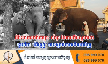 ដំរីទេសចរណ៍ឈ្មោះ សំបូរ ដែលយើងស្គាល់ជាទូទៅថា