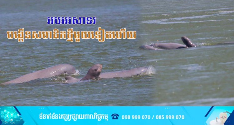 កាលពីម្សិលមិញនេះ មានកូនផ្សោតកើតថ្មីនៅអន្លង់កាំពី