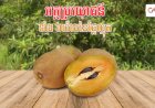 8 អត្ថប្រយោជន៍ដ៏អស្ចារ្យនៃផ្លែល្មុត