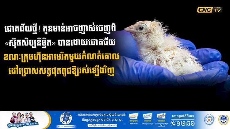 ជោគជ័យថ្មី! កូនមាន់អាចញាស់ចេញពី «ស៊ុតសិប្បនិម្មិត» បានដោយជោគជ័យ ខណៈក្រុមហ៊ុនអាមេរិកមួយកំណត់គោលដៅប្រោសសត្វផុតពូជឱ្យរស់ឡើងវិញ